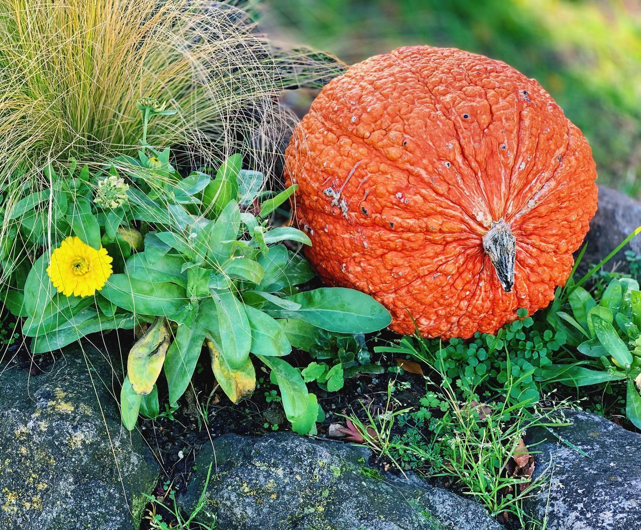 HIGH ANGLE VIEW OF ORANGE FLOWERING PLANT IN FIELD