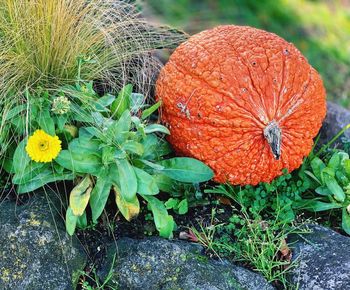 High angle view of orange flowering plant on field