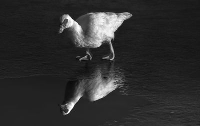 Close-up of bird in water