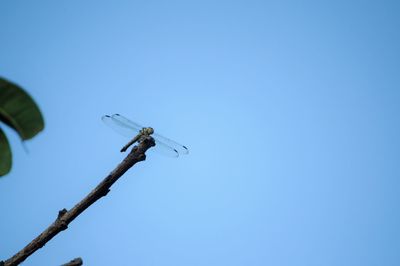 Low angle view of street light against clear blue sky