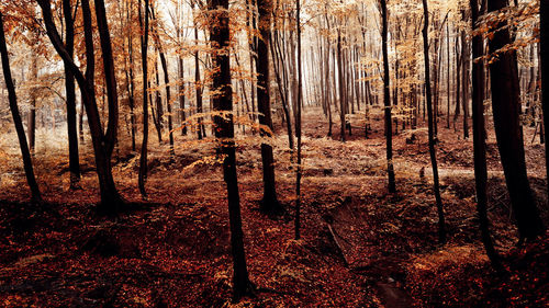 Trees in forest