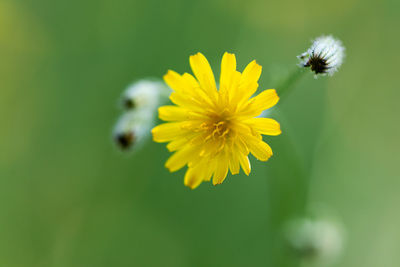 Close-up of insect on yellow flower