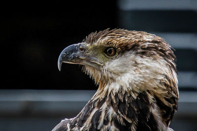 Close-up of eagle