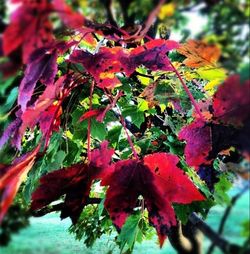 Close-up of red leaves
