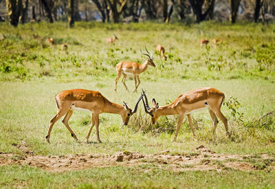 Deer in a field