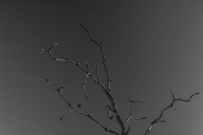 Low angle view of bare tree against sky