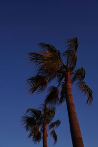Low angle view of coconut palm tree against blue sky