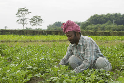 Farmer working in vegetable farm
