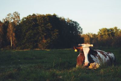 Cow lying on field against sky