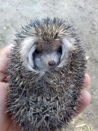 Close-up of hand holding dandelion