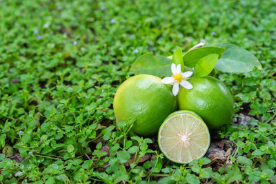 Close-up of apples on green plant