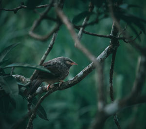 Bird perching on branch