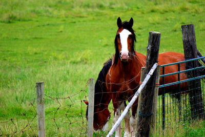Fence on grassy field