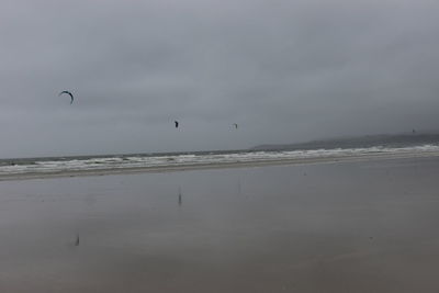 Birds flying over beach