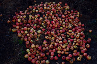 Close-up of rotten apples on land