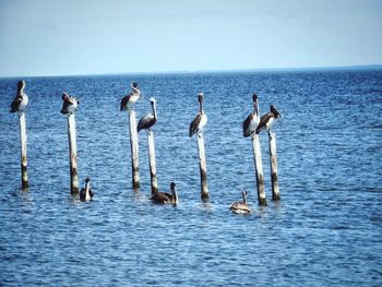 View of birds in sea against sky