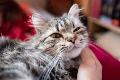 Close-up of hand holding kitten