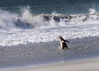 Bird flying over sea