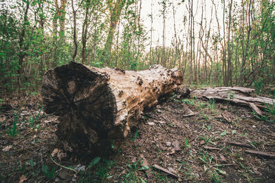 View of tree stump in forest