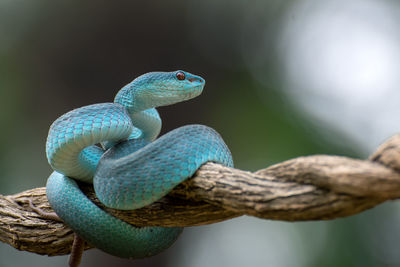 Trimeurus insularis blue is a venomous snake from indonesia