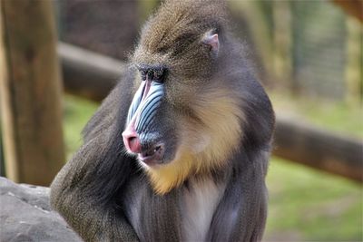 Close-up of a monkey looking away