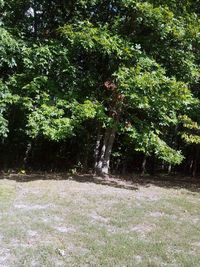 Low angle view of trees against sky