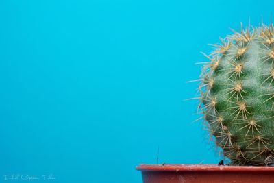 Low angle view of cactus against clear sky