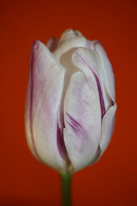 Close-up of pink rose