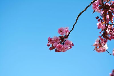 Low angle view of pink flowers on branch