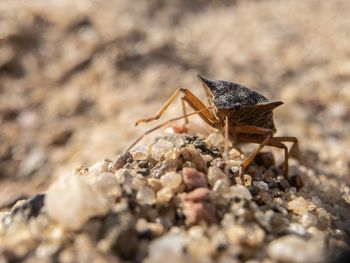 Little bedbug on the sand dunes walking his deals. 