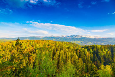 Scenic view of trees growing against sky