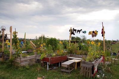 Sunflowers in wooden containers on field against sky