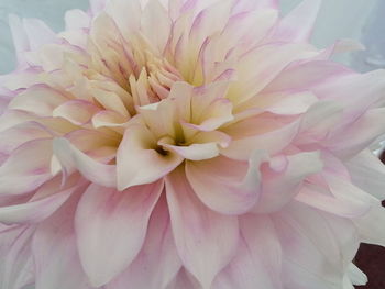 Full frame shot of pink flower