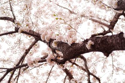 Low angle view of bird perching on tree against sky