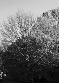 Close-up of bare tree against sky