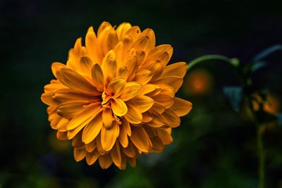 Close-up of yellow flowering plant