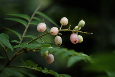 Close-up of berries growing on tree