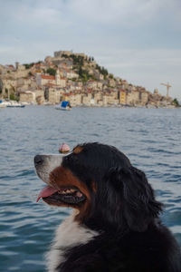 Dog looking away in water