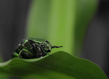 The mayate or green beetle helps to recycle matter and is necessary to oxygenate the earth.