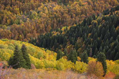 High angle view of pine trees in forest during autumn