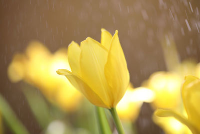 Close-up of yellow tulips blooming outdoors