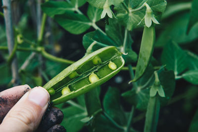 Cropped hand of man holding pea pod outdoors