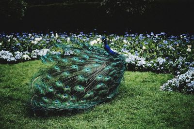 Peacock on grassy field