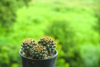 Close up of cactus plant, mammillarial lover