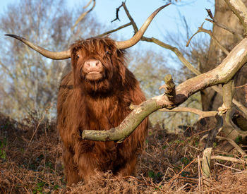 Scottish highland cattle