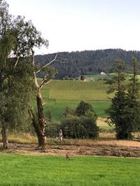 Trees on field against sky