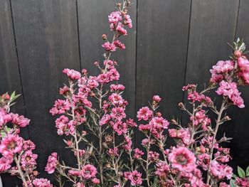 Close-up of pink flowering plants