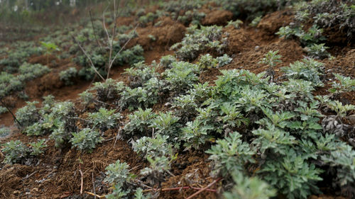 High angle view of plants growing on field