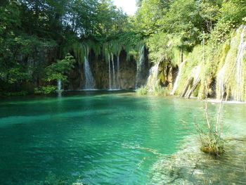 River flowing through forest