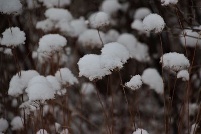 Close-up of frozen plants during winter